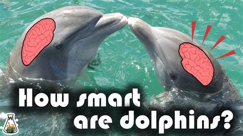 2 thg 10, 2018. . Are dolphins smarter than dogs